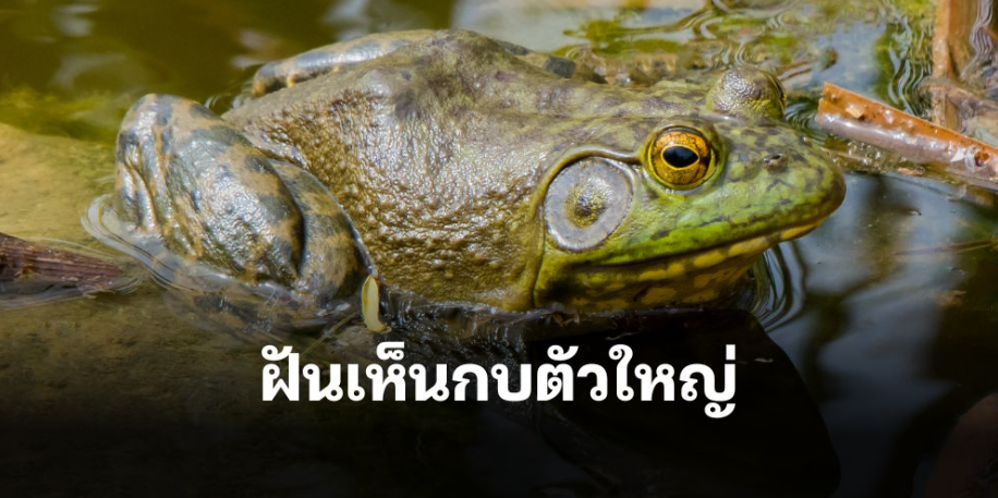 ฝันเห็น กบตัวใหญ่